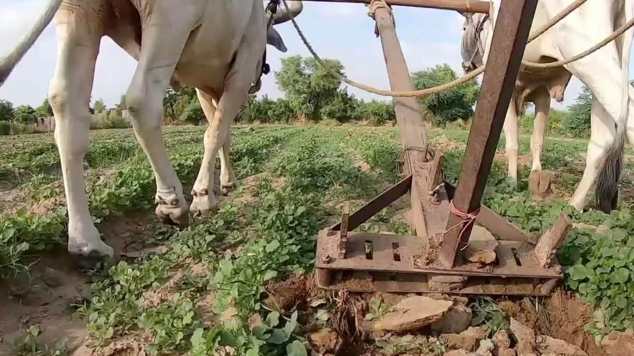 Agricultura tradicional: Características y diferencias con la agricultura moderna agricultura tradicional