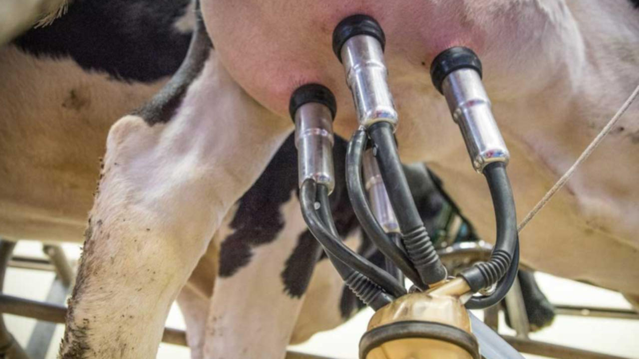 baca siendo ordenada