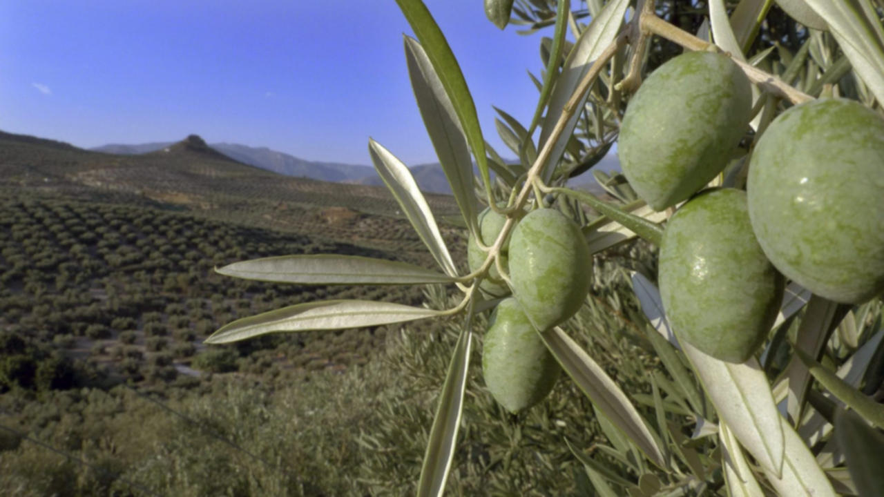 olivar ecologico