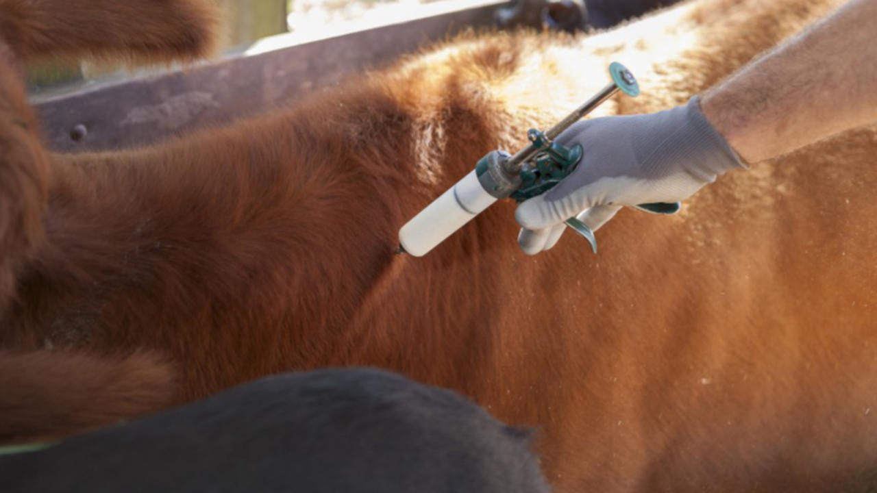 vacuna tuberculosis bovina