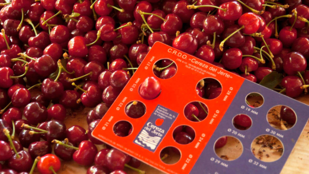 cereza del jerte