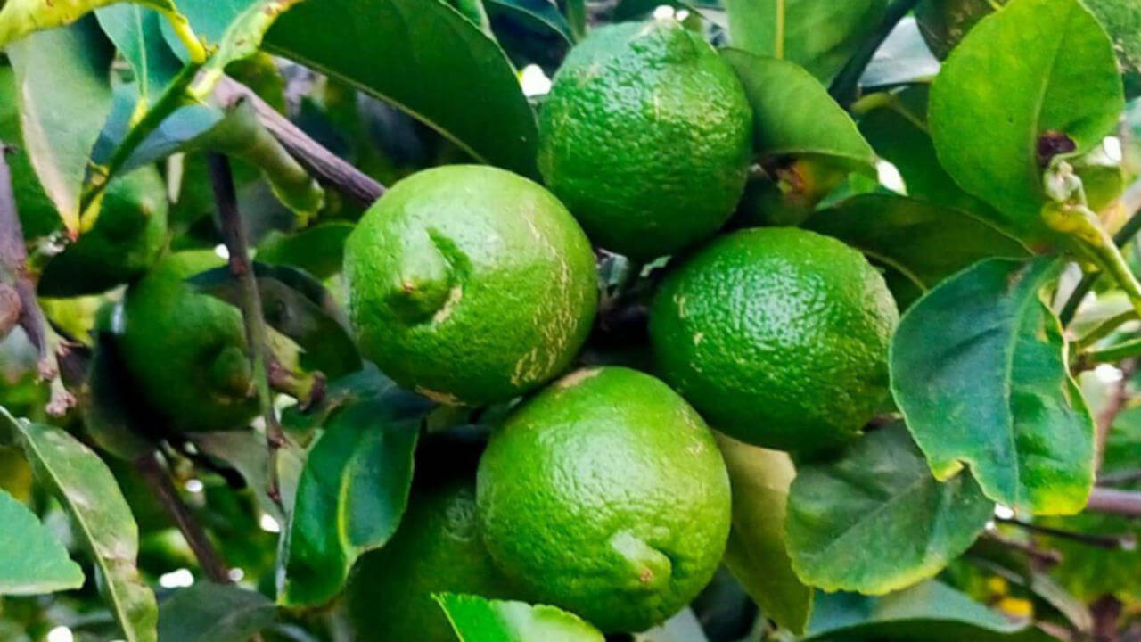 limones alicante