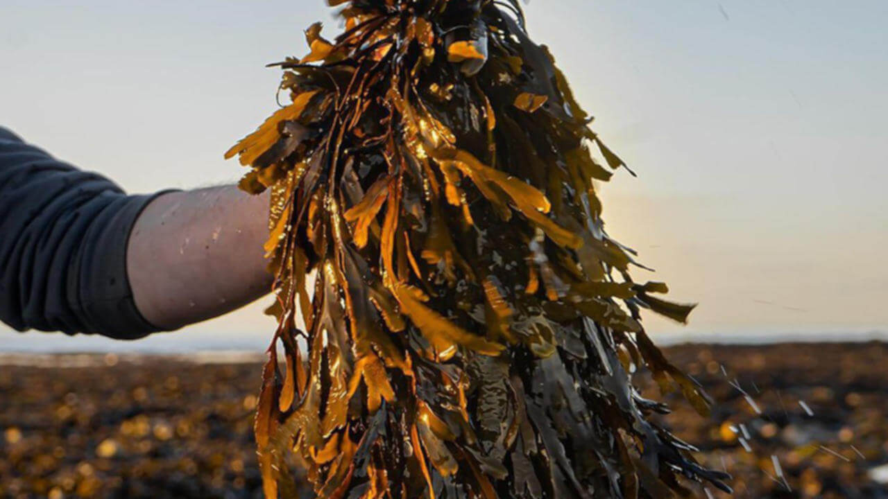 macroalgas acuicultura