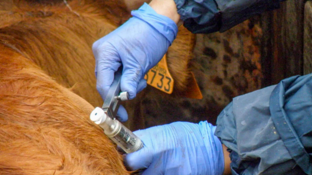 tuberculosis bovina espana