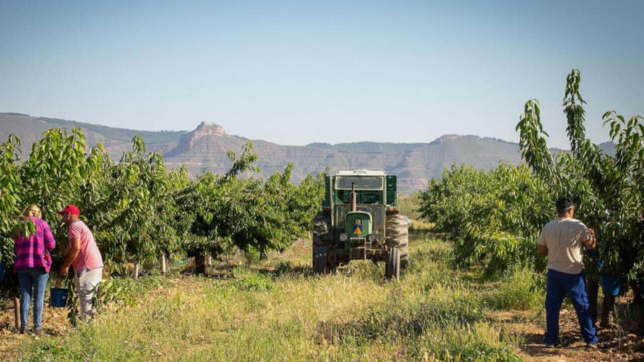 Robustez agroalimentaria en España destacada por CaixaBank Research ante desafíos económicos Gráfico comparativo de la evolución del sector agroalimentario en España y Europa, según CaixaBank Research