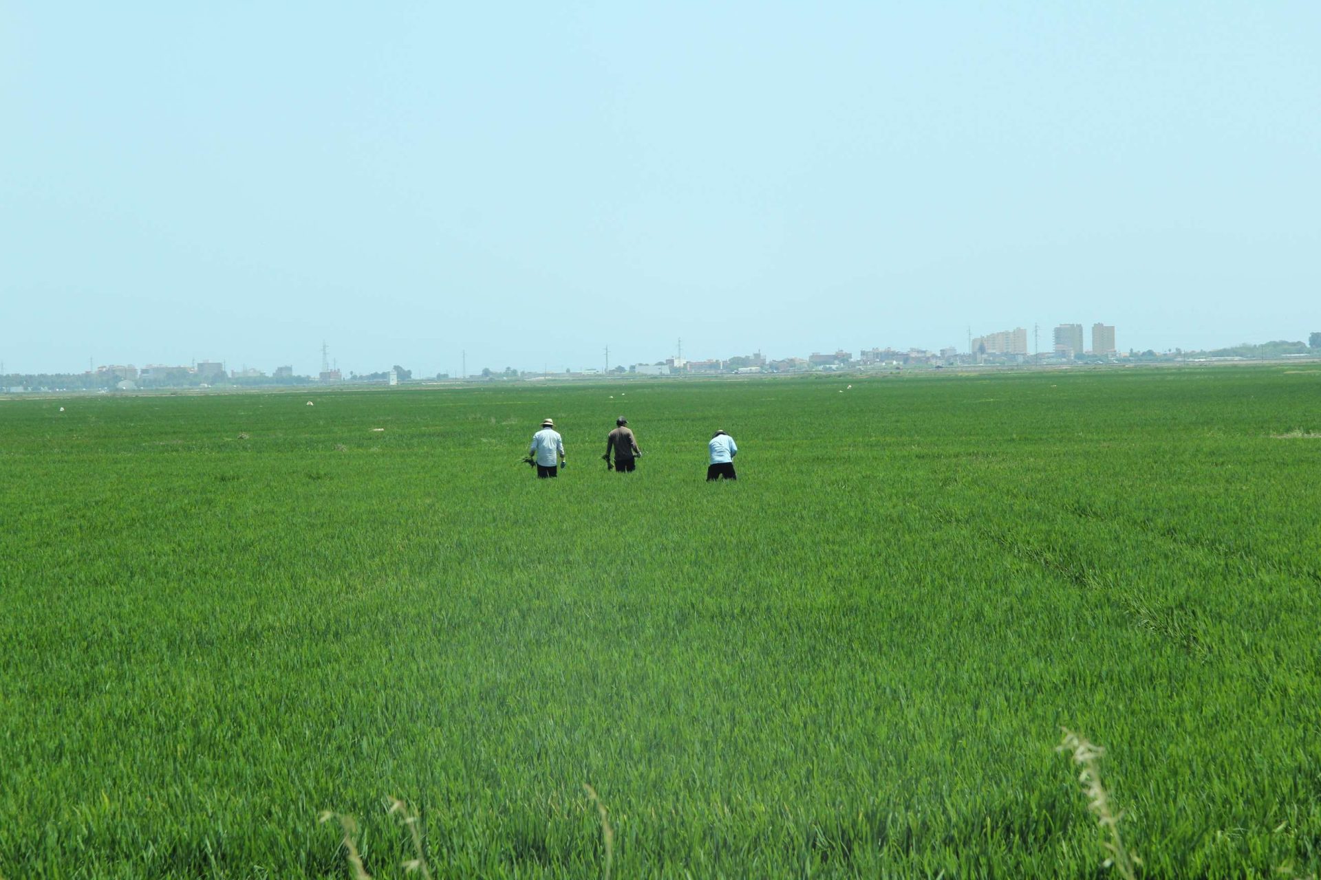 Agricultores reciben 269 millones en ayudas por sequia y conflicto