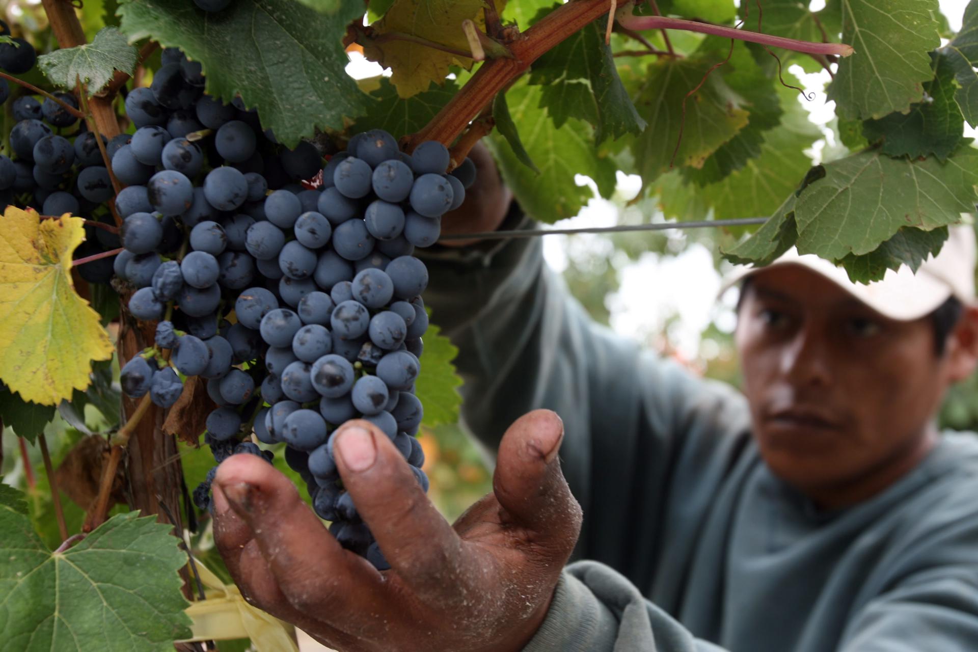 Analizando el rol economico y cultural del vino en America