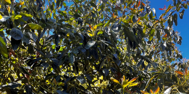 Ecoculture avanza en ensayos para perfeccionar la produccion de aguacate