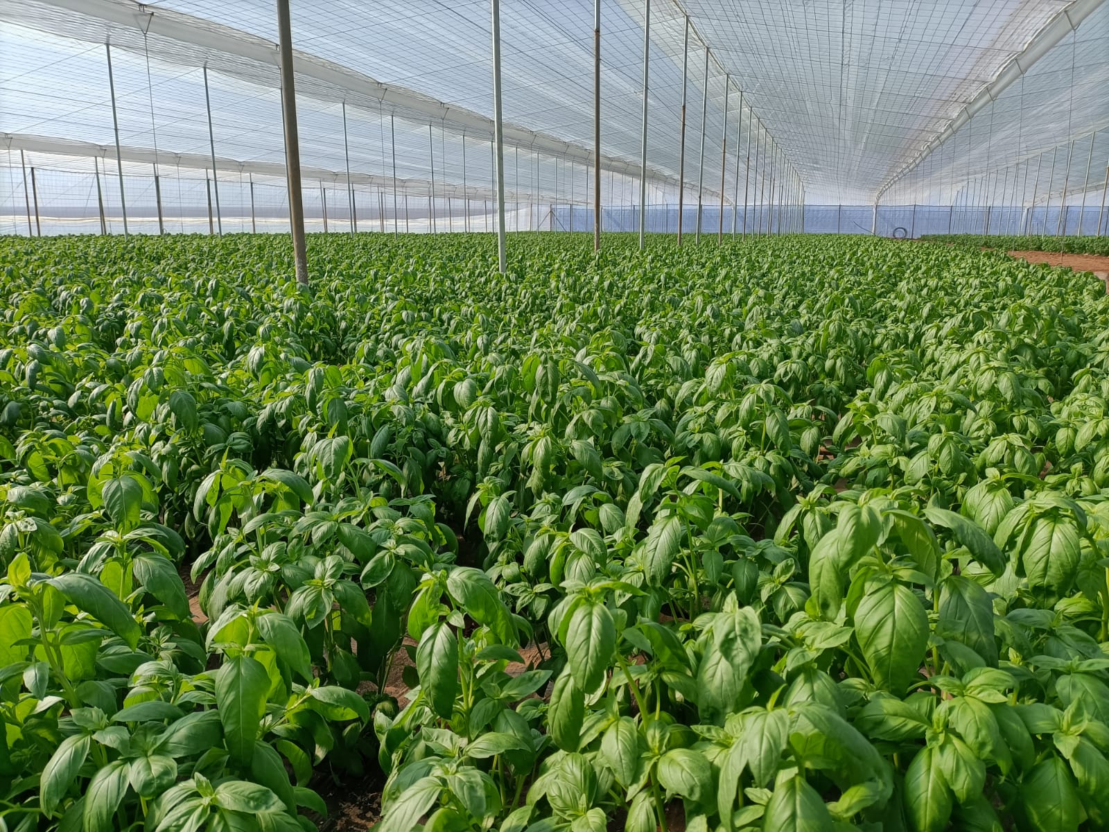 Eurocamara apoya simplificacion de normas para edicion genomica en plantas