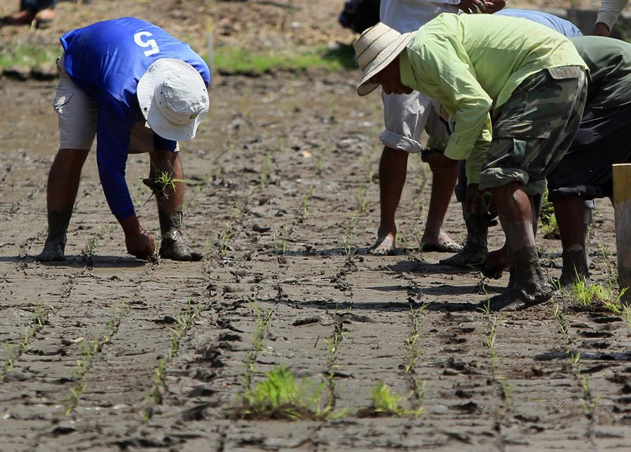 FAO foro en Bruselas aborda seguridad alimentaria en Latinoamerica y