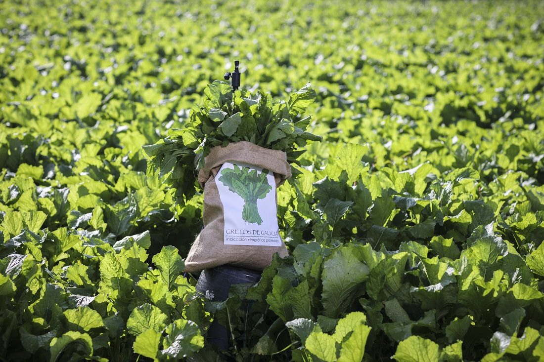 Falta de productores y cambio climatico afectan la cosecha de