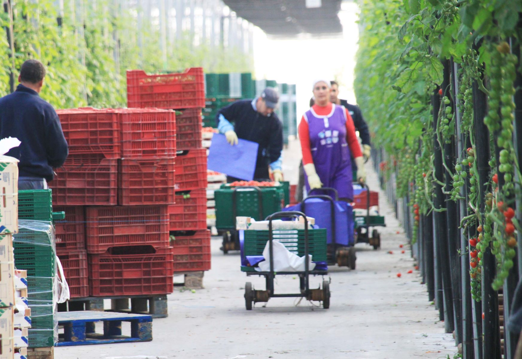 Paro agricola sube en 1256 personas durante enero