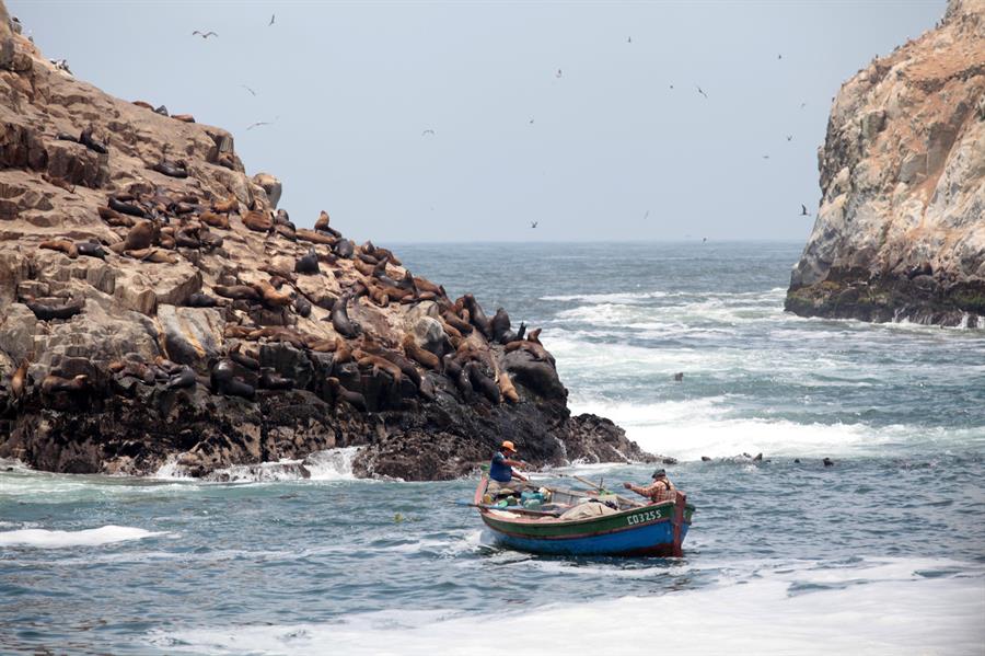 Peru toma liderazgo del comite cientifico de la Organizacion de