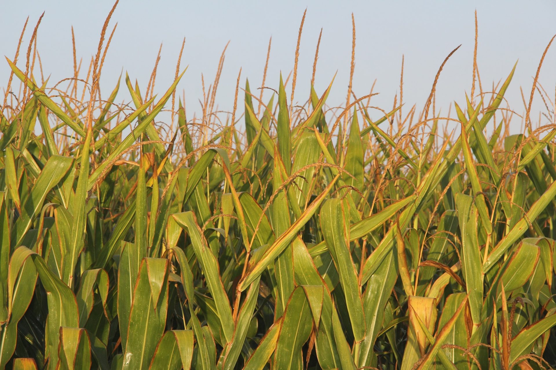 Aumento ligero en los precios del maiz en diversas lonjas