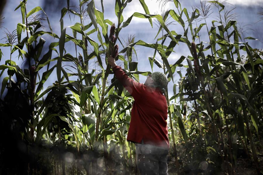 Brecha de genero en la PAC mujeres gestoras de tierras