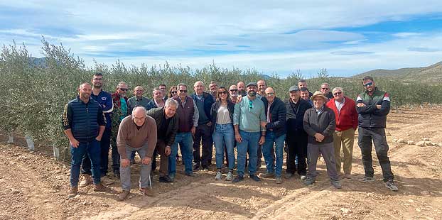Descubre las claves sobre poda y variedades en olivar de