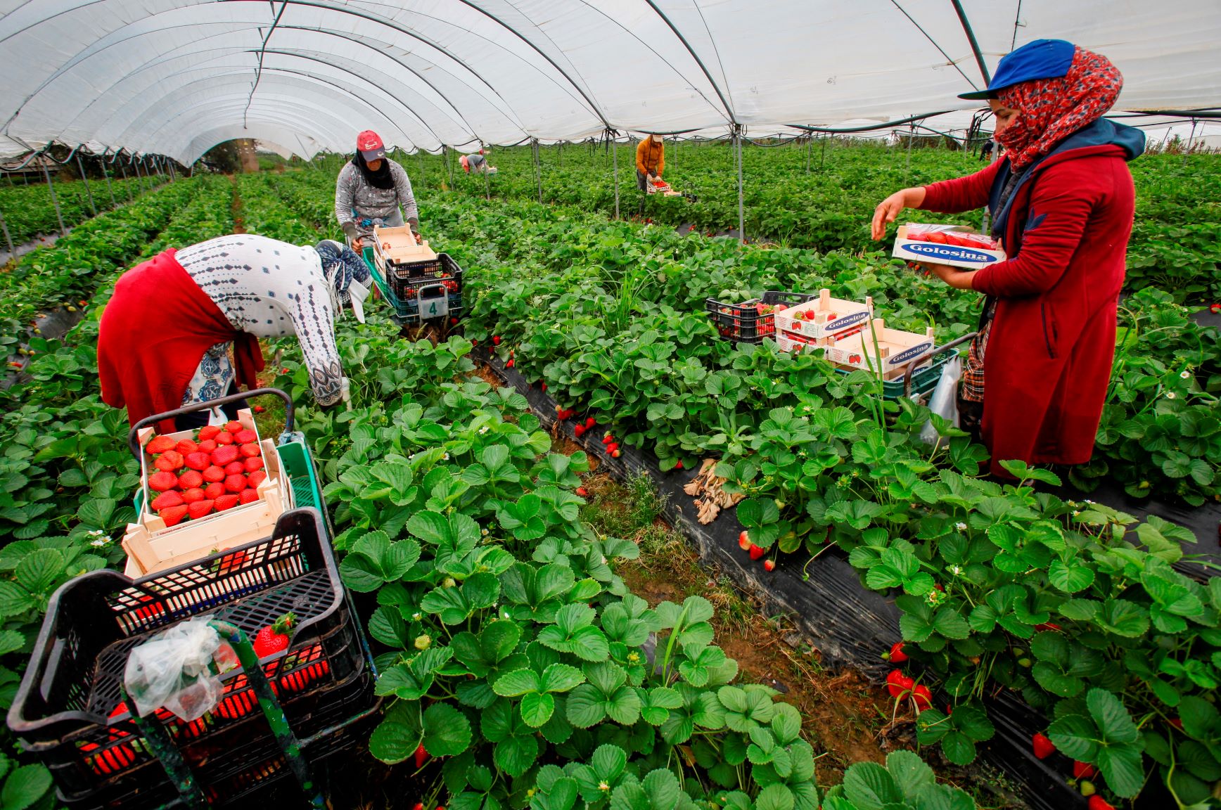 Disminuye el desempleo en sector agricola durante febrero