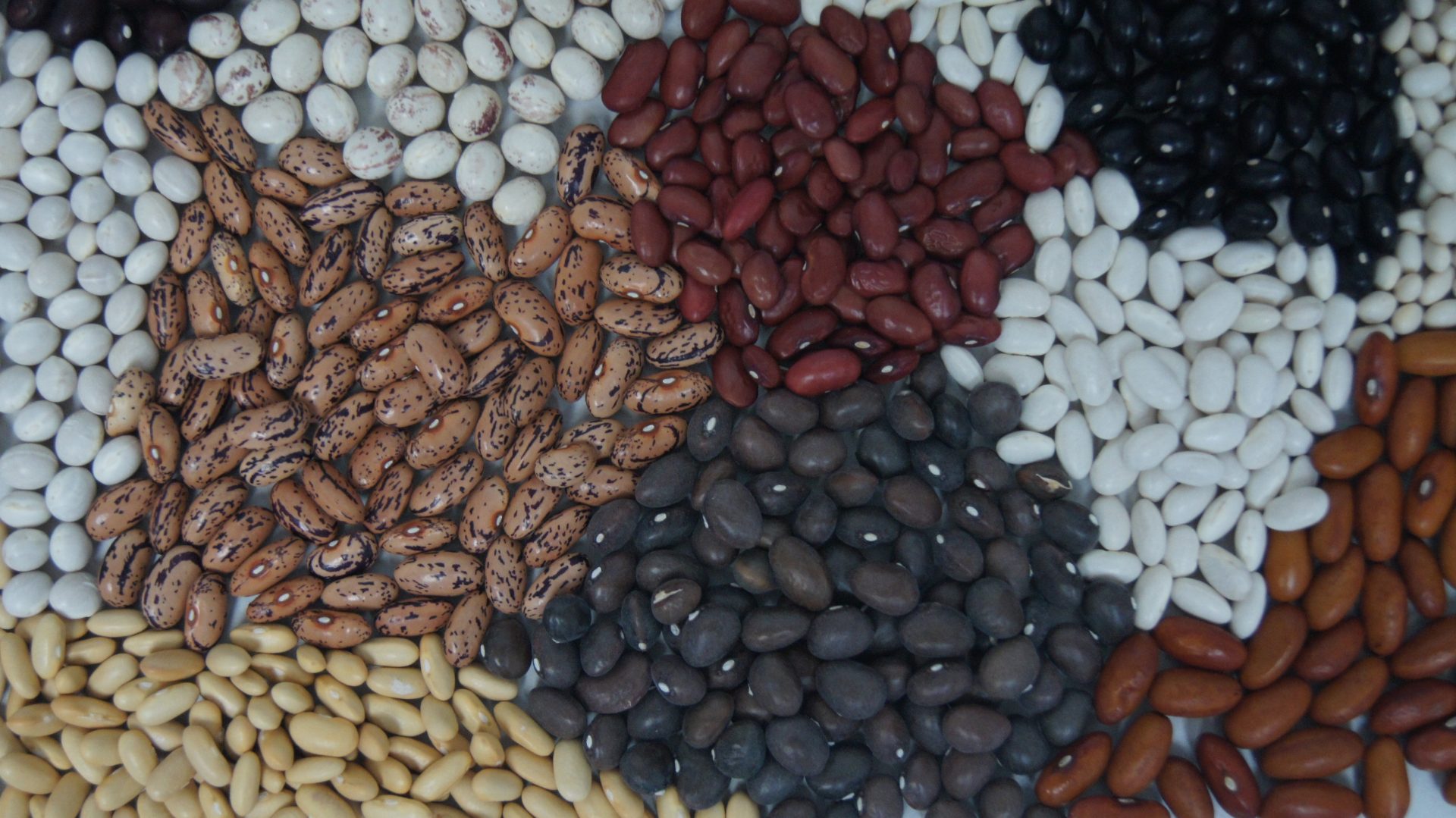 Judias tradicionales europeas recuperan popularidad gracias al cultivo casero en