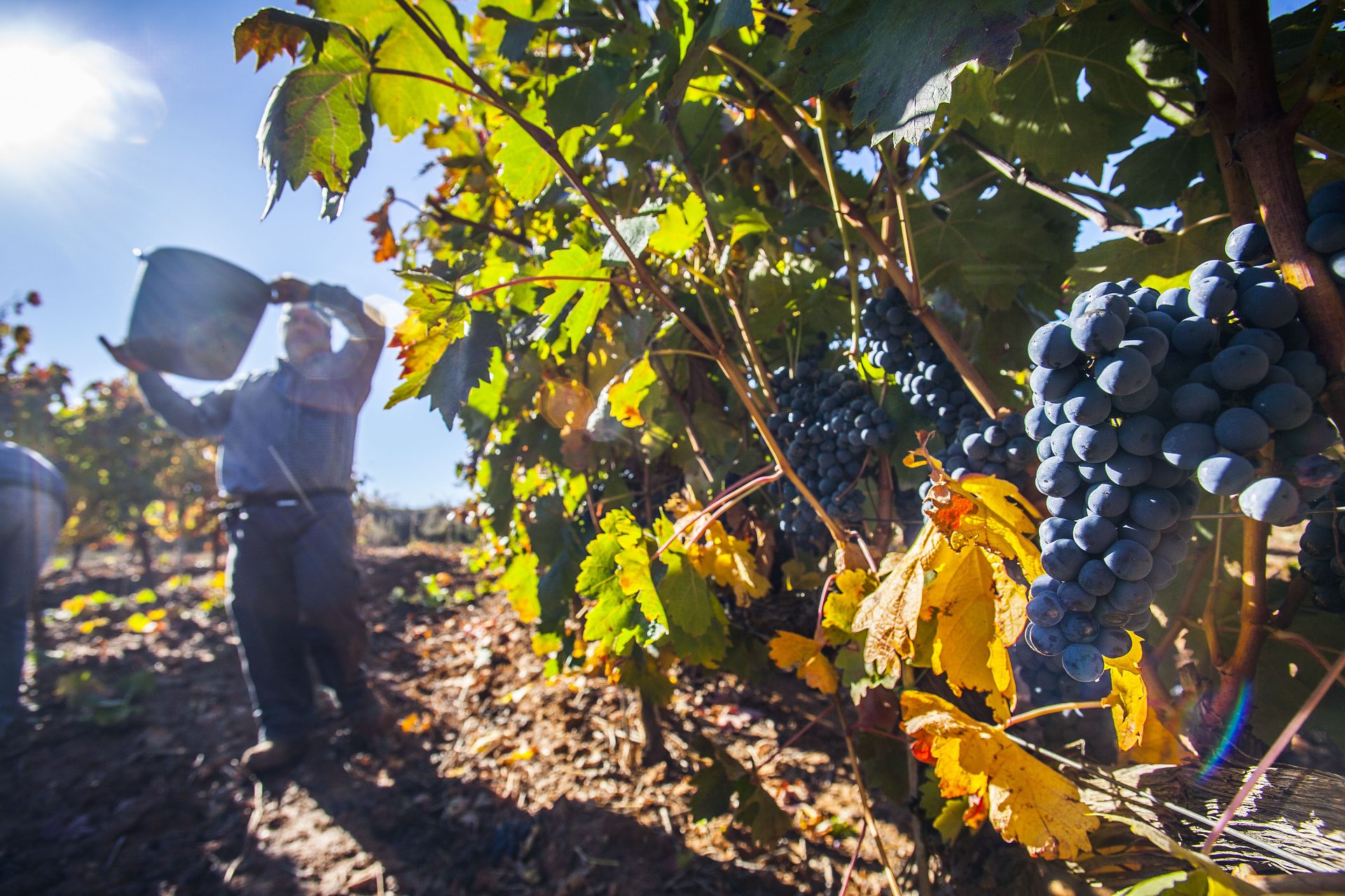 Mas del 60 del vino mundial procedente de la Union