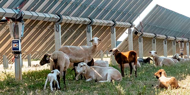 PVH adopta la agrovoltaica para alinearse con las tendencias del