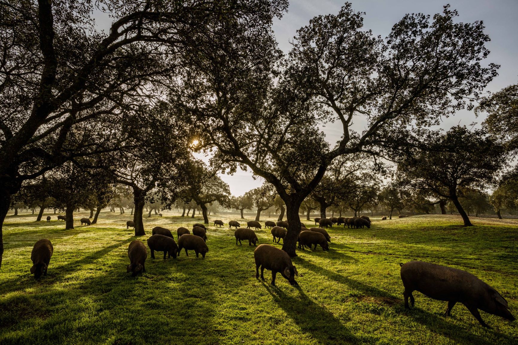 Temporada de montanera cierra con exito al destacar el iberico