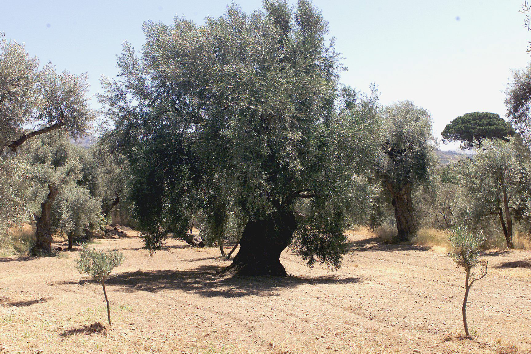 Agricultura comienza proceso para extender el plazo de solicitudes de