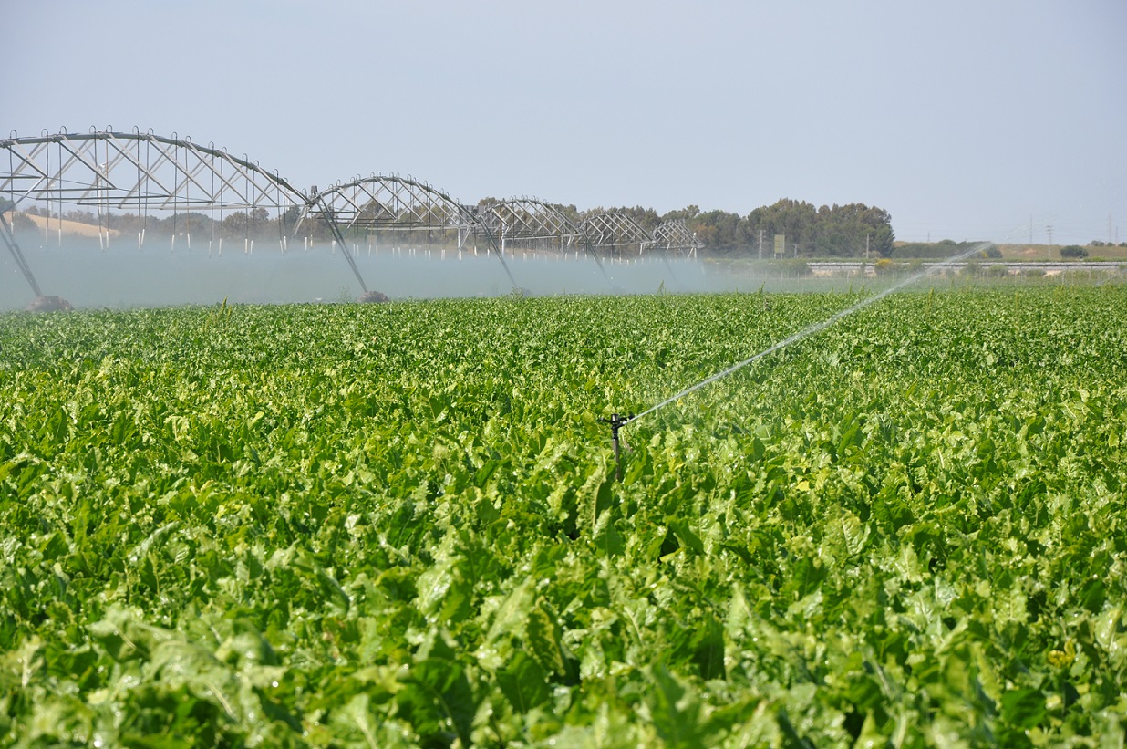 Aumento en un 20 de la siembra de remolacha en