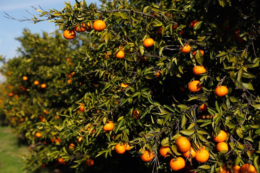 Bayer desvela innovadoras tacticas de manejo de plagas lideres en