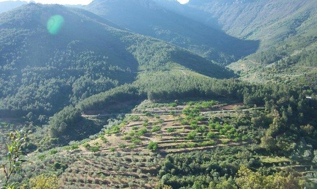 Beneficios significativos de las lluvias para cereales cultivos lenosos y