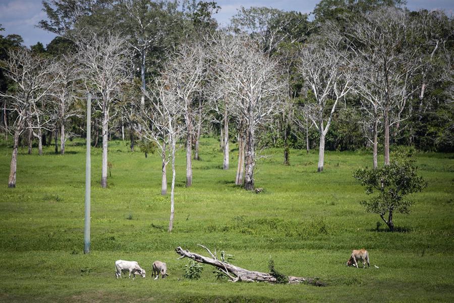 Brasil lanza iniciativa contra la tala ilegal en la Amazonia