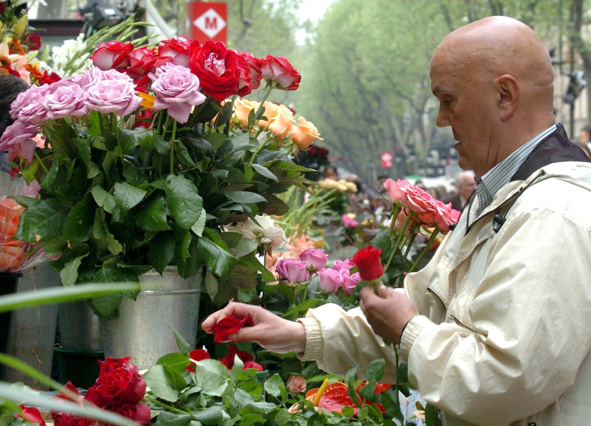 Catalanes planean regalar 7 millones de rosas por Sant Jordi