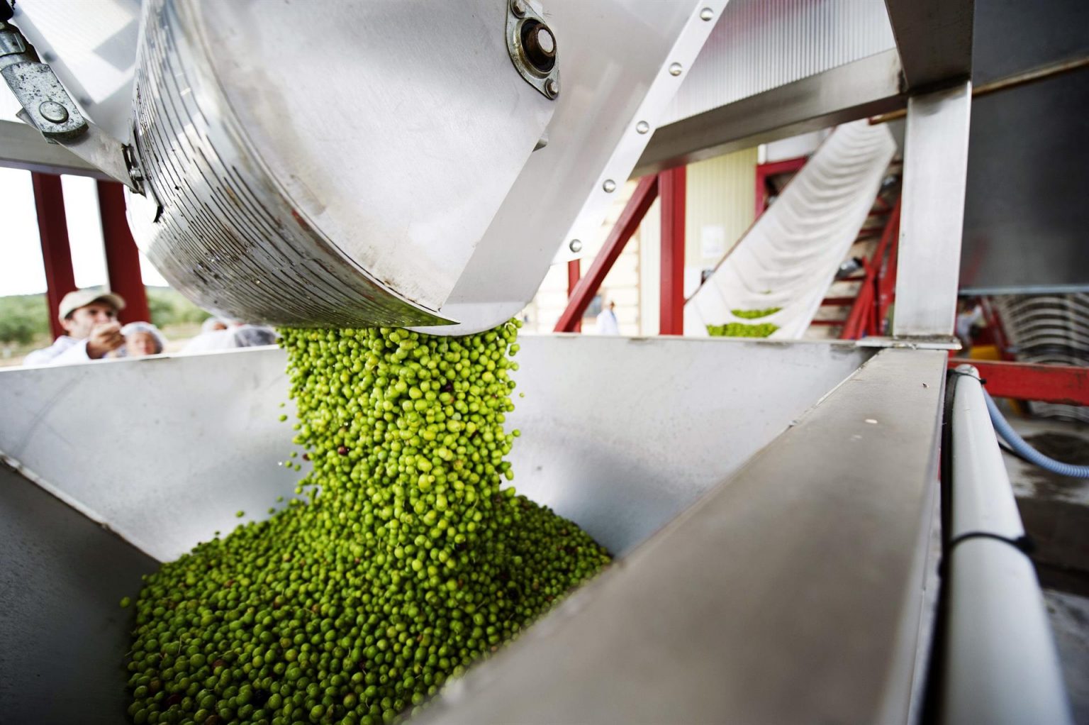Descenso del 20 en el precio del aceite desde su