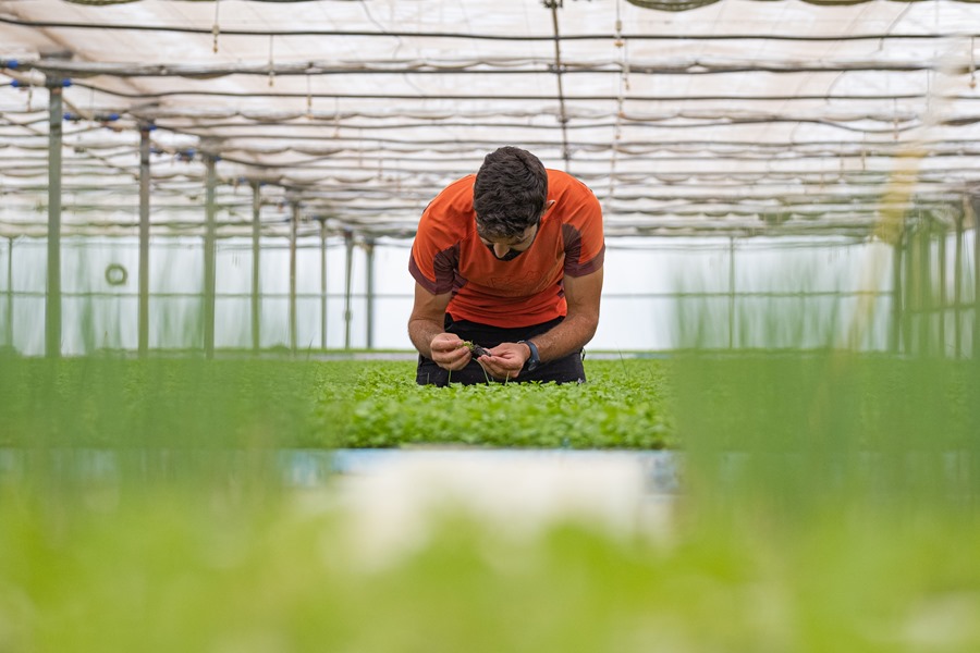 Desciende el desempleo agricola en un 152 y crece la