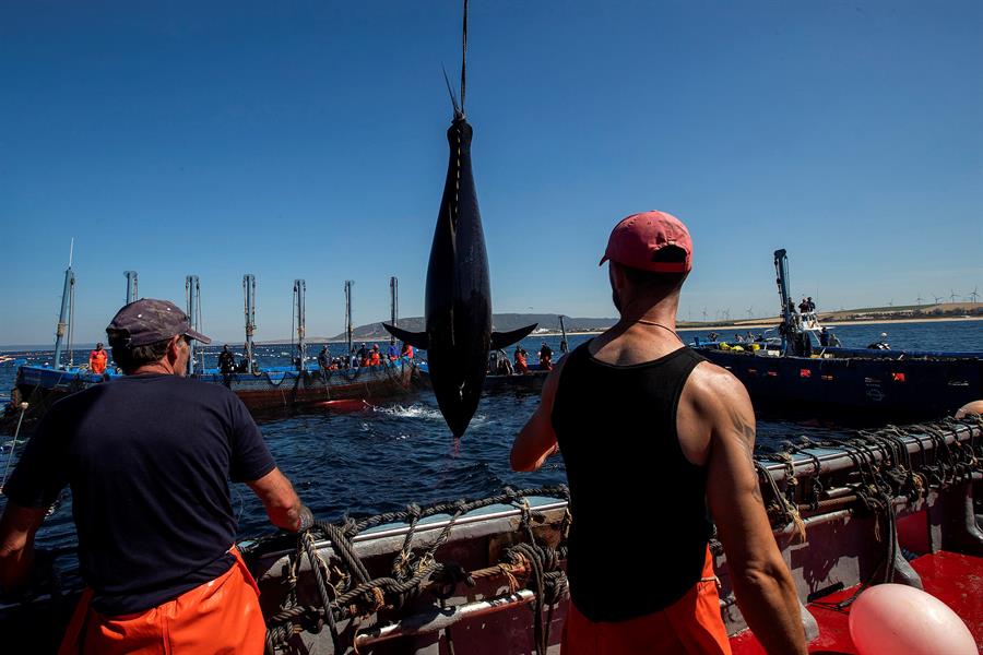 Empieza la temporada de almadraba para la caza de atun