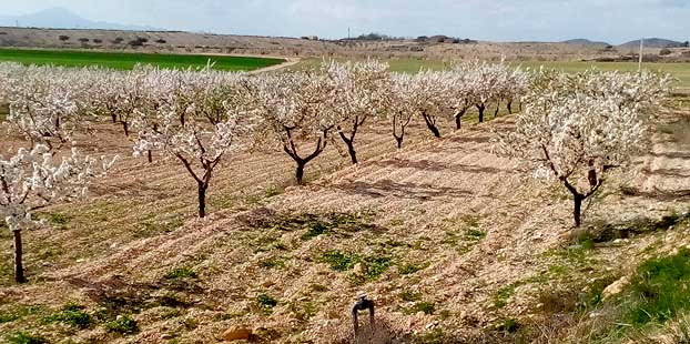 Expansion del 9 en la superficie de cultivos lenosos en