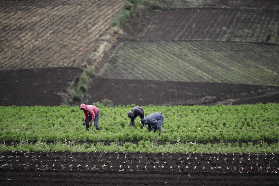 IICA insta a reconocer la productividad y fortalezas de America