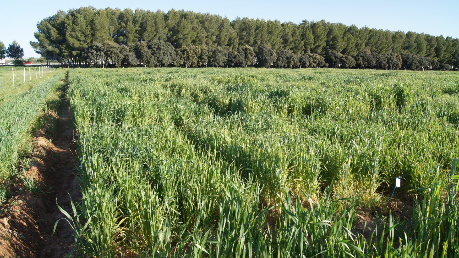 Investigacion europea busca adaptar trigo y cebada a condiciones de