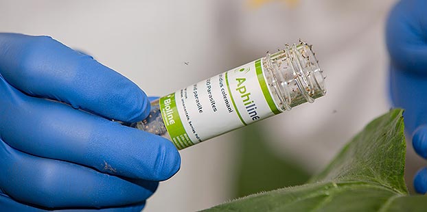 Nuevas herramientas de proteccion contra plagas presentadas por Bioline Iberia