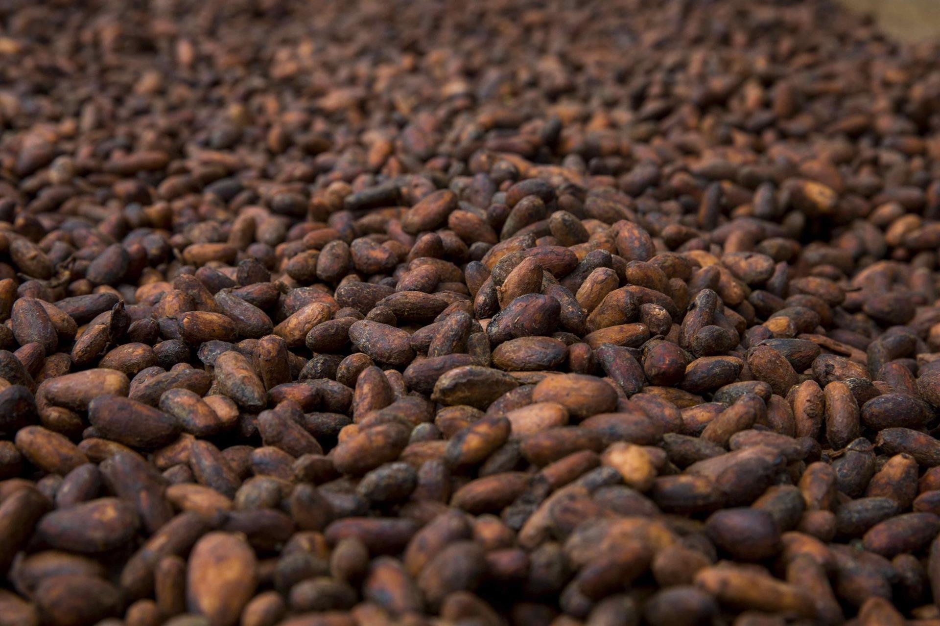Productores de cacao exigen mayor remuneracion y respaldan incremento de