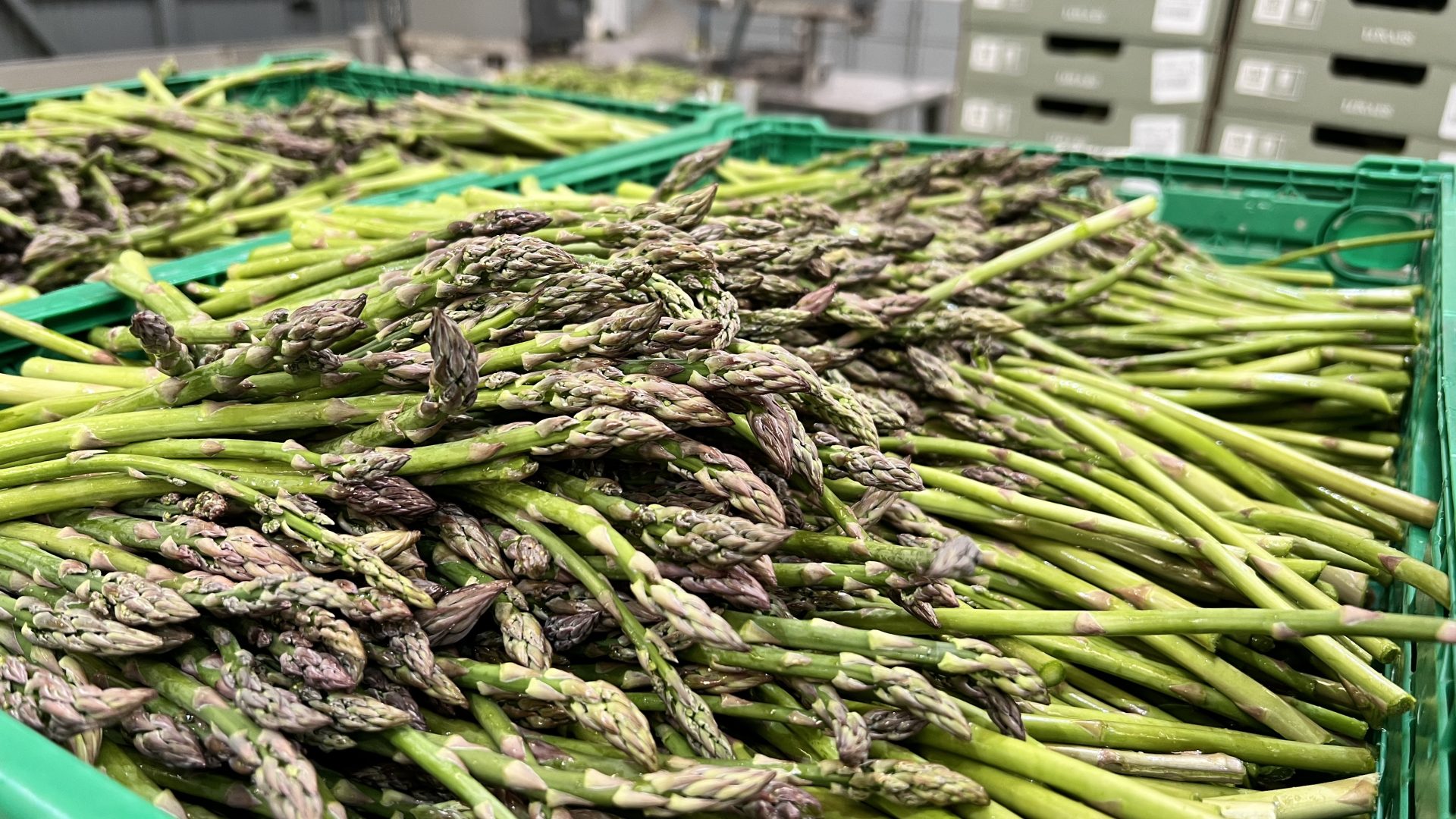 Recorrido transnacional del esparrago verde desde Granada alimenta mercados internacionales