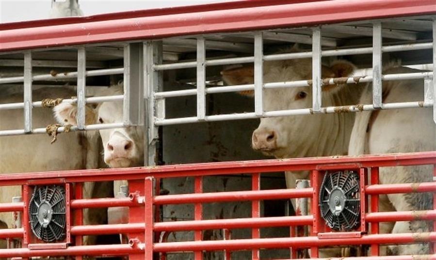 Sector ganadero de Espana exige rechazo al reglamento de transporte