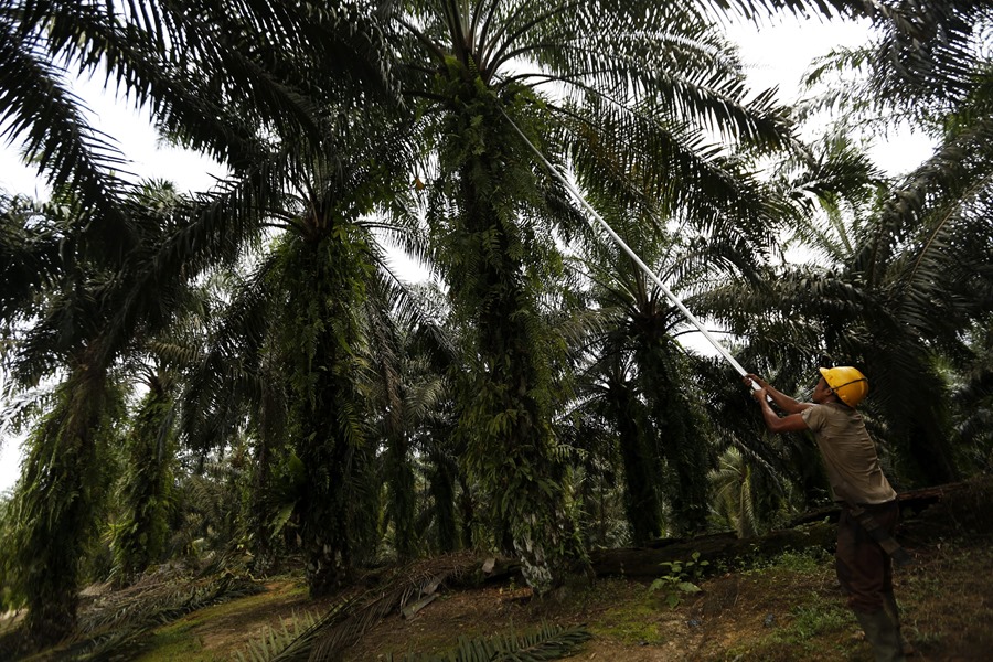 UE establece normas sobre deforestacion y carbono impulsando las clausulas
