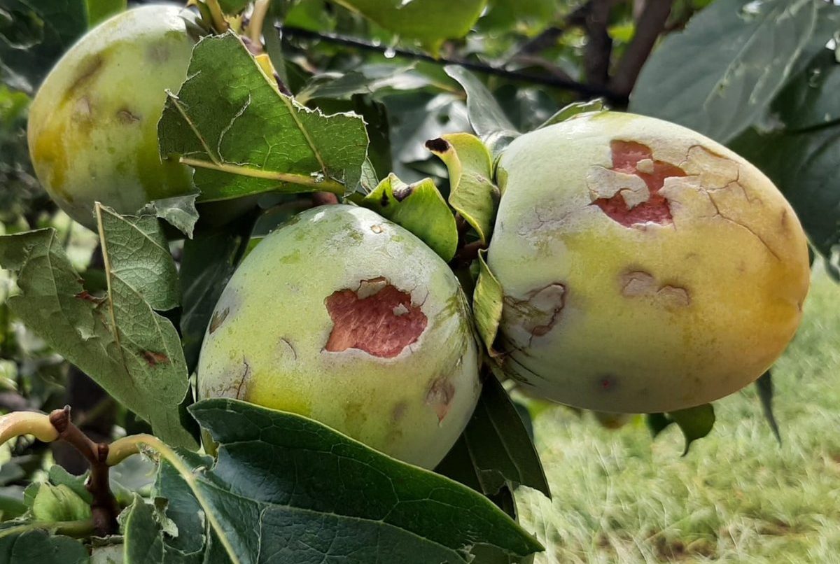 Agroseguro compensa con 258 millones los danos por pedrisco en