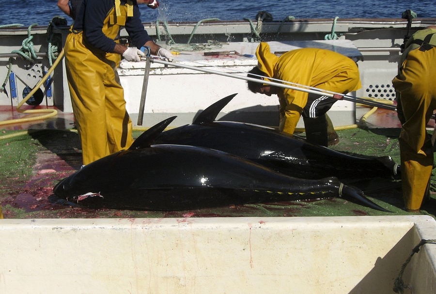 Comienza la temporada de pesca del atun rojo con la