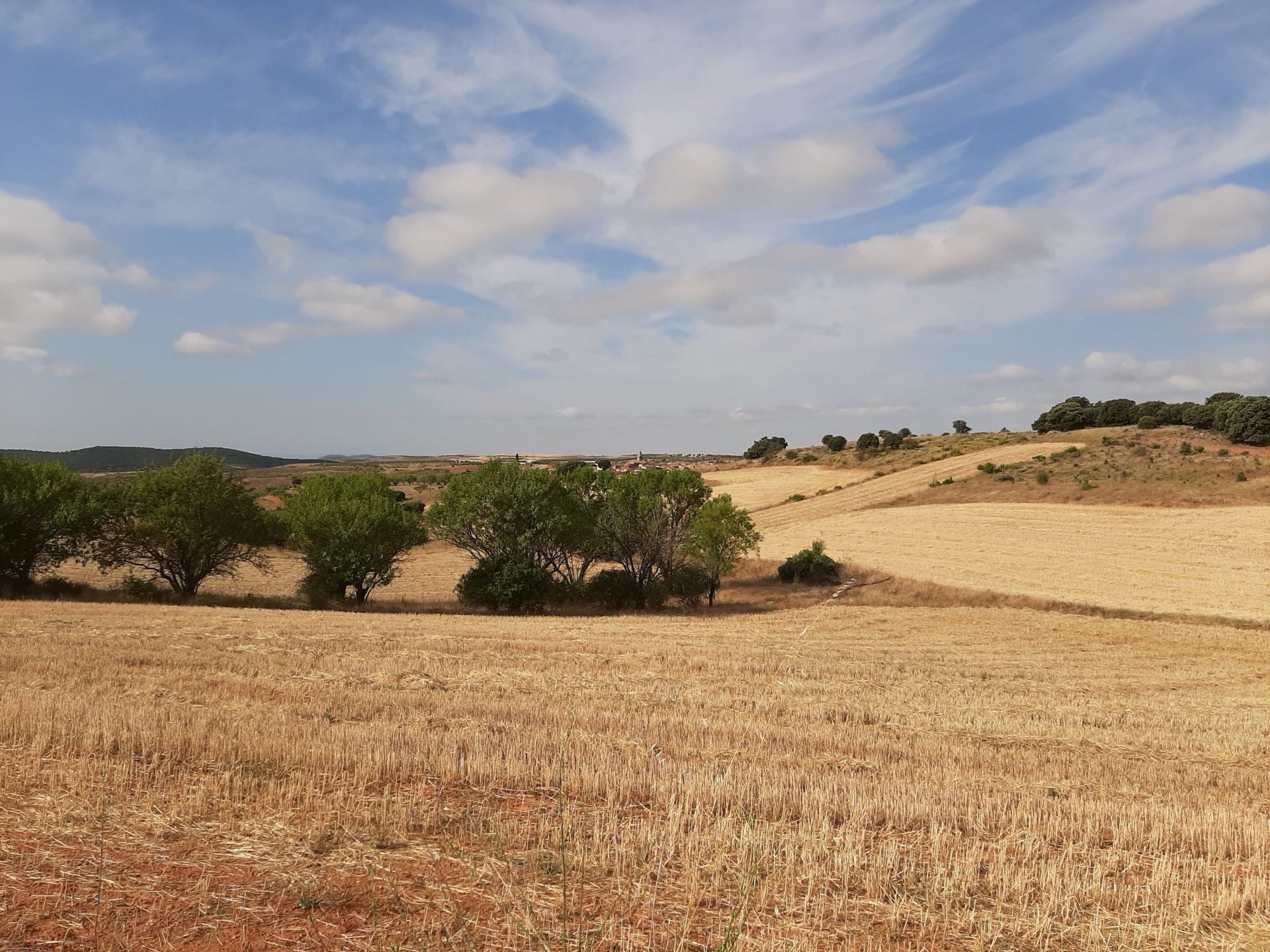 Campo de cereales en Clarés de Ribota (Zaragoza).