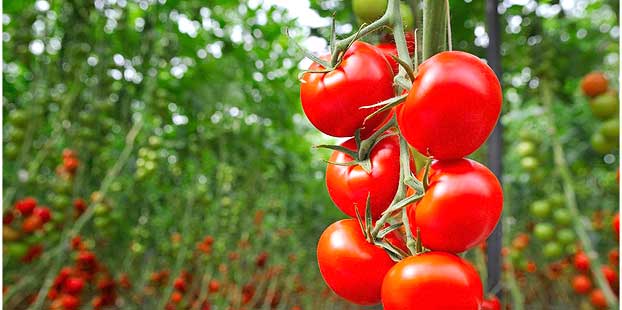 Descubre Benevia el innovador insecticida de FMC para proteger tus