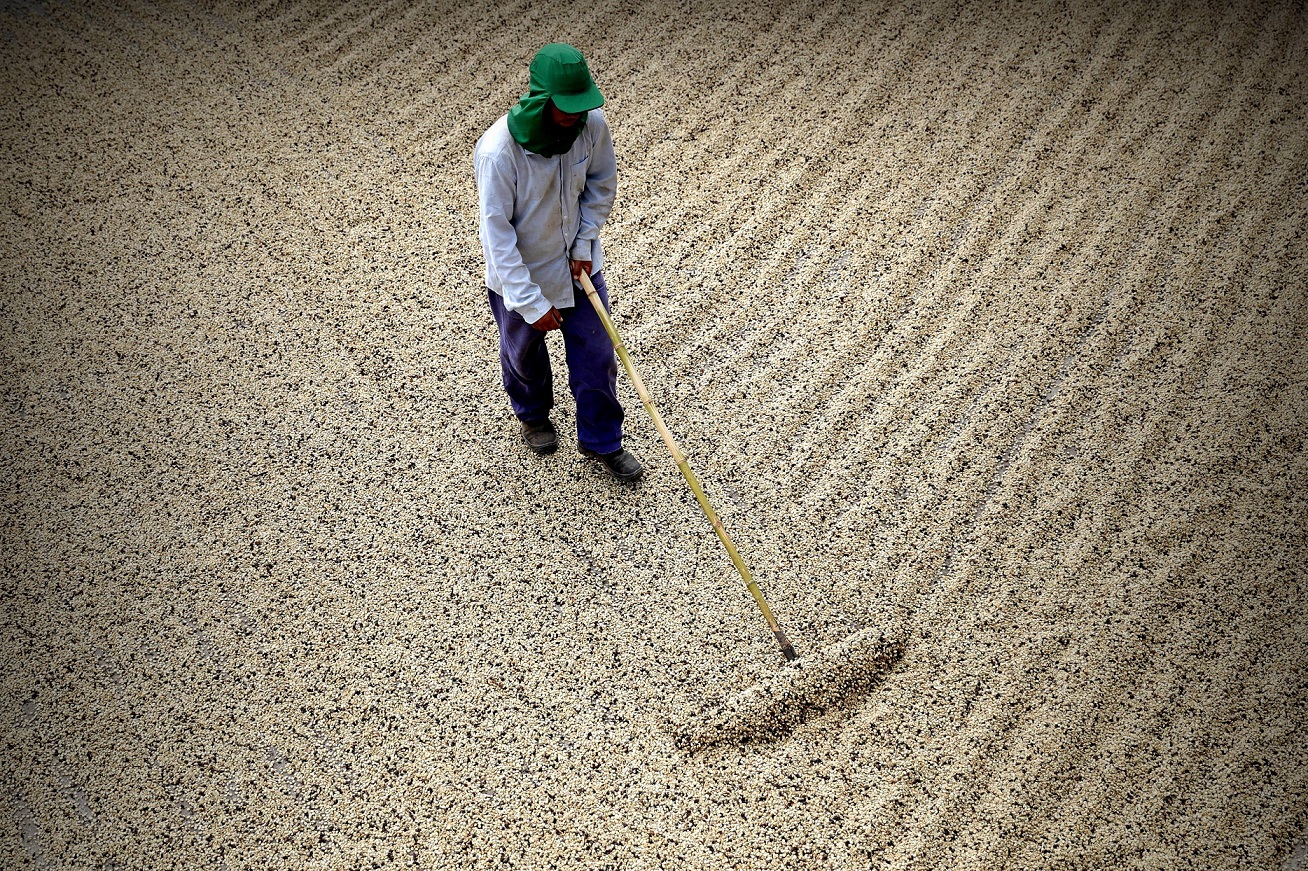 Estimado aumento del 68 en la cosecha de cafe de