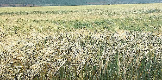 Expectativas de las cooperativas sobre produccion de cereales superan las