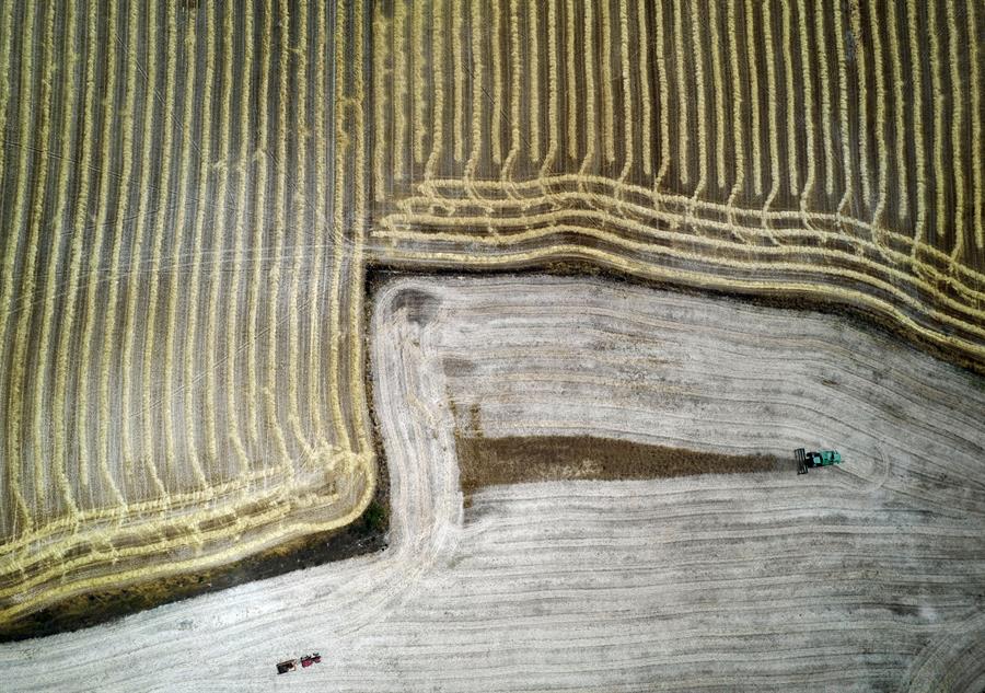 Incertidumbre en cosechas rusas impulsa alza en precios de cereales