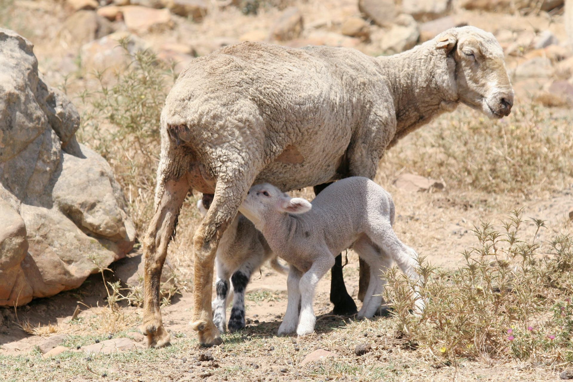 Melilla enfrenta desafios unicos en la sanidad animal transfronteriza